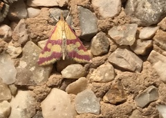 Pyrausta sanguinalis