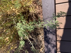 Vachellia constricta
