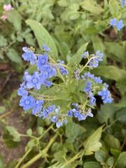 Cynoglossum amabile