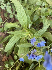 Cynoglossum amabile