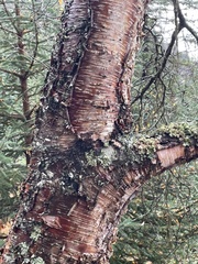 Betula neoalaskana