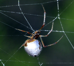 Argyrodes argyrodes