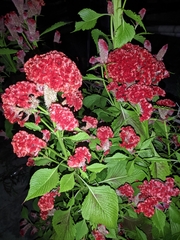 Celosia