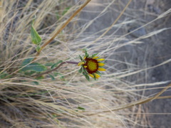 Gaillardia aristata