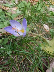 Crocus speciosus