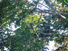 Aulacorhynchus prasinus