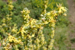 Verbascum lychnitis