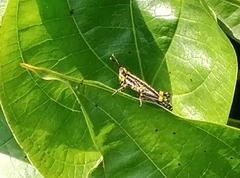 Zonocerus variegatus