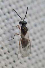 Miscogastrinae