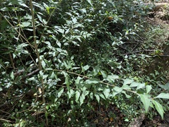 Forestiera acuminata