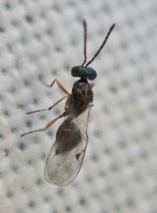Miscogastrinae