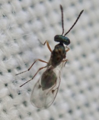 Miscogastrinae