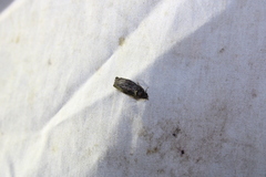 Gymnandrosoma punctidiscanum