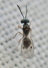 Miscogastrinae