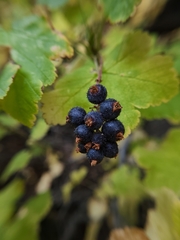 Ribes wolfii