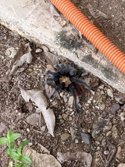 Brachypelma albiceps