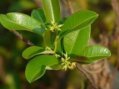 Cryptolepis buchananii