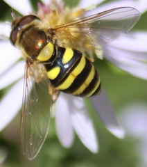 Syrphus rectus