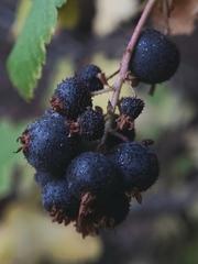 Ribes wolfii