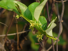 Cryptolepis buchananii