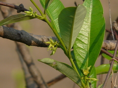 Cryptolepis buchananii