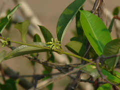 Cryptolepis buchananii
