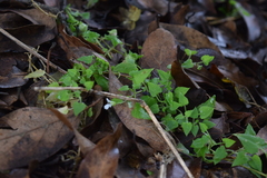 Stellaria cuspidata