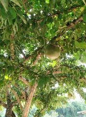 Crescentia cujete
