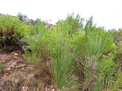 Anginon difforme