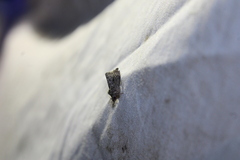 Gymnandrosoma punctidiscanum
