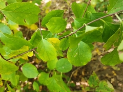 Celastrus orbiculatus