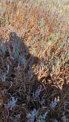 Salicornia pacifica