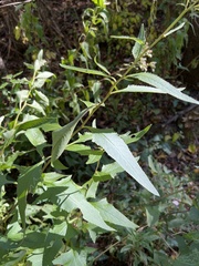 Hasteola suaveolens
