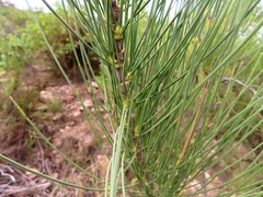 Anginon difforme
