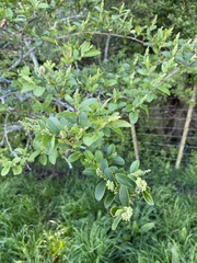 Ligustrum sinense