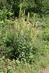 Verbascum lychnitis