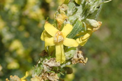 Verbascum lychnitis