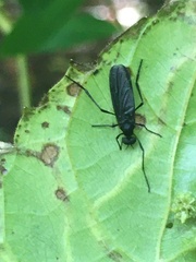Penthetria heteroptera