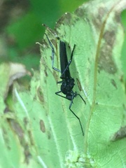 Penthetria heteroptera