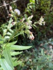 Hasteola suaveolens