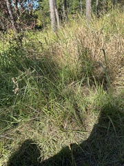 Paspalum laeve