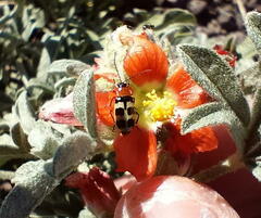 Paranapiacaba tricincta