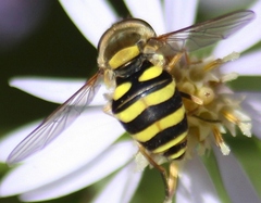 Syrphus rectus