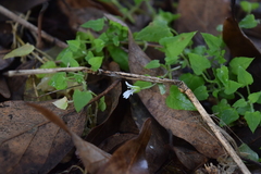 Stellaria cuspidata