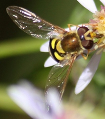 Syrphus rectus