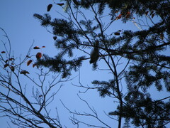 Poecile atricapillus