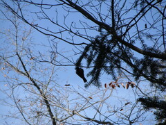 Poecile atricapillus