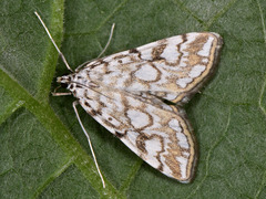 Elophila nymphaeata