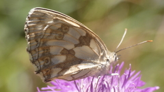 Melanargia lachesis
