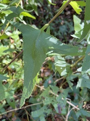 Hasteola suaveolens